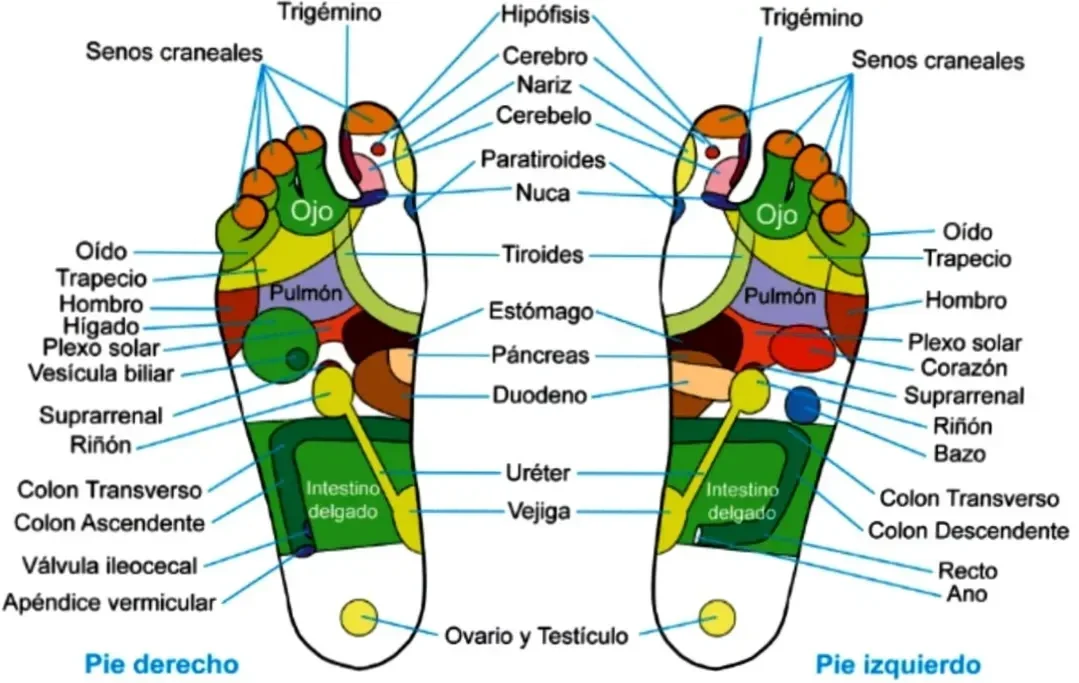 Mapa de los puntos reflejos en el pie